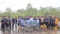 Agar Tidak Abrasi, PT Timah Tbk dan Masyarakat Desa Gemuruh, Tanam 2500 Bibit  Mangrove di Pantai Batu Kucing