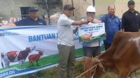 PWI Karimun Berkurban Sapi Bantuan PT Timah di Masjid Alfalah