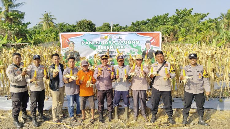 Polsek Rangsang panen jagung di Dusun Parit Nibung, Desa Sendaur, Kecamatan Rangsang Pesisir, Kabupaten Kepulauan Meranti. F:ist