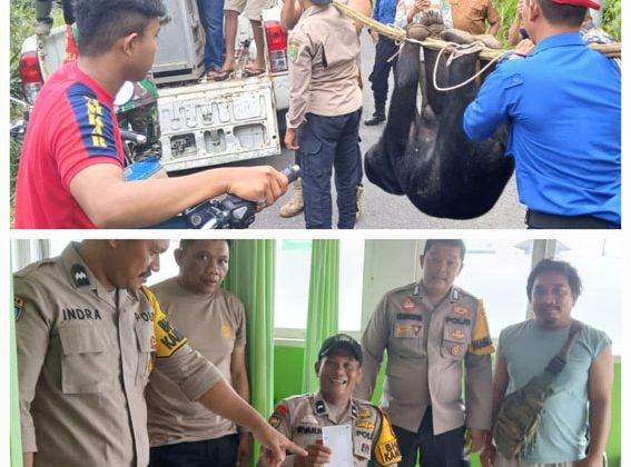 Beruang madu dibius (atas), Bhabinkamtibmas Kelurahan Batu Rijal Hilir, Aipda Irvan Habibie.