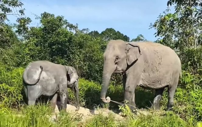 
					Dua anak gajah penghuni TNTN, Domang dan Tari, sebagai warga kehormatan. F:  Dokumen TNTN