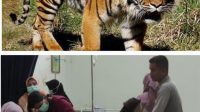 Pagi Jumat Bersama Teriakan Abdul dan Auman Harimau