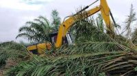 Dari Dunia Malam ke Kebun, Jejak Cukong DH dan Dukungan Kesultanan Peranap untuk Negara