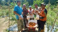 Bhabinkamtibmas Pujud Gelar Panen Perdana Tomat, Dorong Pemanfaatan Lahan Pekarangan