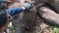 Kapolda Riau Berduka, Gajah Anak Angkatnya Mati Mendadak di TNTN