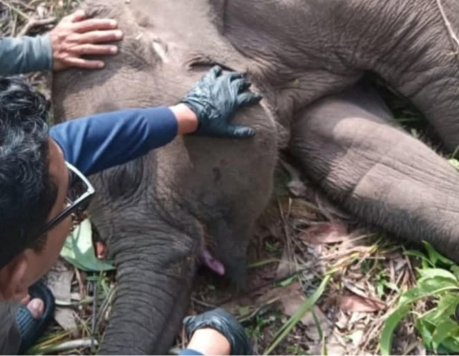 
					Tari Kalista Lestari ditemukan mati mendadak pada Rabu pagi, 10 September 2025. (mcr).