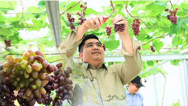 Bupati Bintan Roby Kurniawan melakukan panen perdana buah anggur di Screenhouse Tembeling. F: Ist