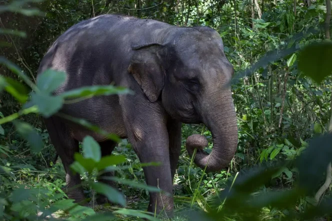 
					Gajah (net)