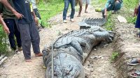 Buaya Purba Raksasa di Sungai Undan, Antara Ketakutan dan Kepedulian Warga Reteh