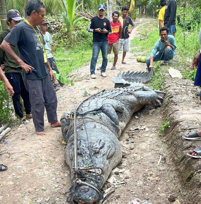 
					Buaya yang diamankan warga Kecamatan Reteh, Inhil. (Foto: net)