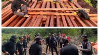 Ratusan Kubik Kayu Illegal Logging Ditemukan, Polisi Inhu Bertarung Medan Ekstrem dan Ancaman Harimau