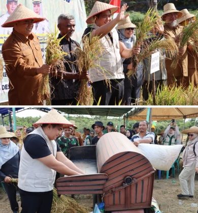  Bupati Bintan Roby Kurniawan didampingi Sekretaris Daerah Kabupaten Bintan Ronny Kartika melakukan panen perdana padi gogo. (Foto: Diskominfo Bintan)