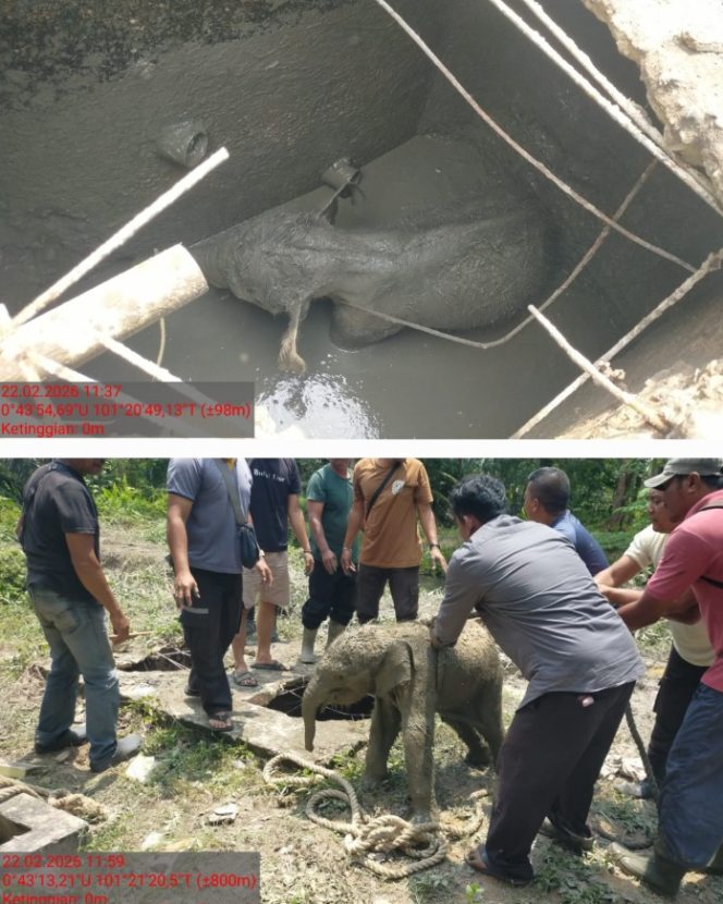 
					Penyelamatan anak gajah yang terperosok di septic tank. (Foto: ist)