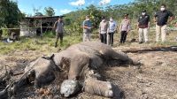 Duka di Rimba Tesso Nilo, Anak Gajah yang Tak Sempat Tumbuh Besar