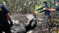 Gajah Mati di Pelalawan, tak Hanya Gading Raib, Kepala pun Lesap