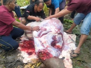 Foto Ketua DPD PKDP Pulau Kundur Zul Asri alias Ambo (baju hitam), bersama anggota saat proses pengulitan sapi kurban. (Foto: ist)