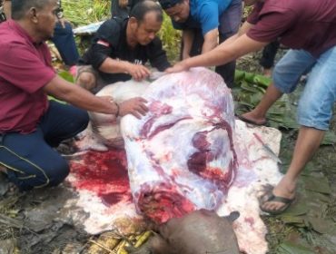 Foto Ketua DPD PKDP Pulau Kundur Zul Asri alias Ambo (baju hitam), bersama anggota saat proses pengulitan sapi kurban. (Foto: ist)