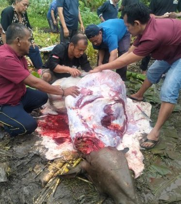 Foto Ketua DPD PKDP Pulau Kundur Zul Asri alias Ambo (baju hitam), bersama anggota saat proses pengulitan sapi kurban. (Foto: ist)