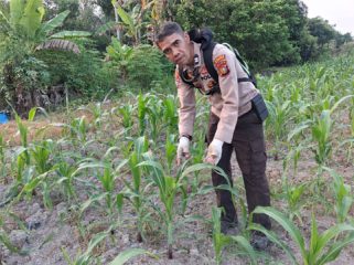 Pengecekan lahan penanaman jagung pipil di Kelurahan Batu Panjang, Kecamatan Rupat, Kabupaten Bengkalis. (Foto: ist)