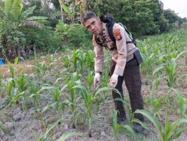 Pengecekan lahan penanaman jagung pipil di Kelurahan Batu Panjang, Kecamatan Rupat, Kabupaten Bengkalis. (Foto: ist)