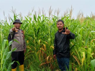 Pengecekan tanaman jagung pipil milik Poktan Brigade Pertanian Desa Teluk Buntal. (Foto: Ist)
