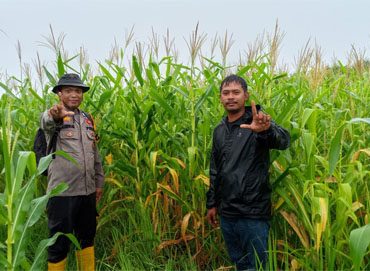 Pengecekan tanaman jagung pipil milik Poktan Brigade Pertanian Desa Teluk Buntal. (Foto: Ist)