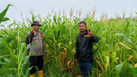 Pengecekan tanaman jagung pipil milik Poktan Brigade Pertanian Desa Teluk Buntal. (Foto: Ist)