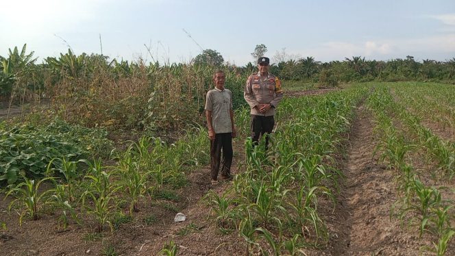 
					Bhabinkamtibmas Polsek Tebingtinggi Dampingi dan Cek Perkembangan Jagung 