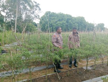 Polsek Tebing Tinggi Barat Polres Kep. Meranti lakukan pembinaan serta monitoring di lahan pertanian milik masyarakat Desa Mekong Kec. Tebing Tinggi Barat. (Foto: ist)