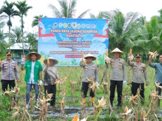 Panen Raya Jagung Pipil Kuartal II Tahun 2026 di lahan milik BUMDes Rumbai Lestari, Desa Sesap, Kecamatan Tebing Tinggi. (Foto: ist)
