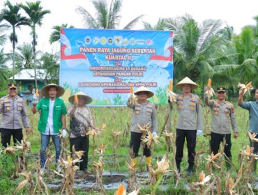 Panen Raya Jagung Pipil Kuartal II Tahun 2026 di lahan milik BUMDes Rumbai Lestari, Desa Sesap, Kecamatan Tebing Tinggi. (Foto: ist)