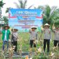 Panen Raya Jagung Pipil Kuartal II Tahun 2026 di lahan milik BUMDes Rumbai Lestari, Desa Sesap, Kecamatan Tebing Tinggi. (Foto: ist)