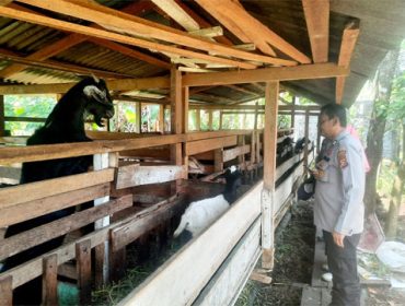 Pengecekan program Ketahanan Pangan P2B berupa peternakan kambing. (Foto: ist)