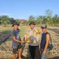 Penyerahan bibit jagung pipil kepada masyarakat masyarakat. (Foto: ist)
