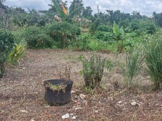 Lahan kebun KWT Gamar Sejahtera. (Foto: ist)