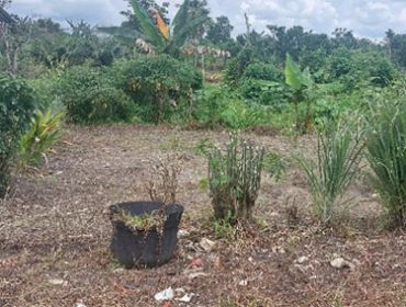 Lahan kebun KWT Gamar Sejahtera. (Foto: ist)