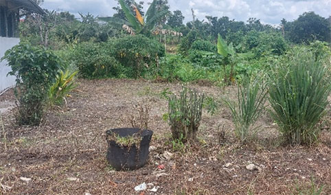 Lahan kebun KWT Gamar Sejahtera. (Foto: ist)