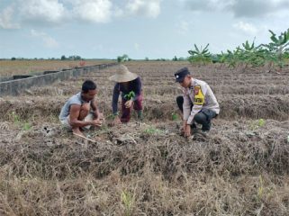 Penanaman cabe rawit di jalan pangan RT 01 TlRw 02 Dusun Permai Desa Mentayan Kecamatan Bantan. (Foto: ist)