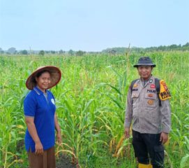 Penanaman jagung pipil Kuartal I Tahun 2026 bersama Poktan Brigade Pertanian Desa Teluk Buntal. (Foto: ist)