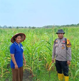 Penanaman jagung pipil Kuartal I Tahun 2026 bersama Poktan Brigade Pertanian Desa Teluk Buntal. (Foto: ist)