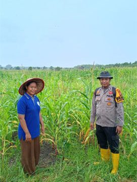 Penanaman jagung pipil Kuartal I Tahun 2026 bersama Poktan Brigade Pertanian Desa Teluk Buntal. (Foto: ist)