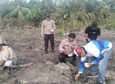Penanaman jagung pipil di Jalan Roesman, Dusun III, Desa Tanjung Samak, Kecamatan Rangsang, Kabupaten Kepulauan Meranti, Riau. (Foto: ist)