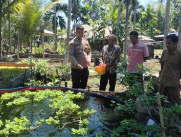 Pengecekan kelompok ternak ikan mujair di Jalan Mahmud RT 09 RW 02 Dusun 2, Desa Sungai Cina, Kecamatan Rangsang Barat. (Foto: ist)