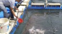 Budi Daya Ikan Kakap Putih di Desa Sawang Laut Sangat Menjanjikan