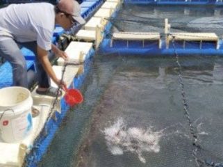Budidaya ikan kakap putih di Desa Sawang Laut Kecamatan Kundur Barat. (Foto: Humas PT Timah)