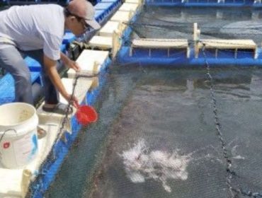 Budidaya ikan kakap putih di Desa Sawang Laut Kecamatan Kundur Barat. (Foto: Humas PT Timah)