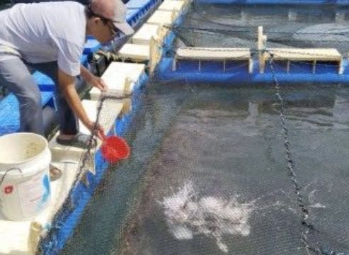 Budidaya ikan kakap putih di Desa Sawang Laut Kecamatan Kundur Barat. (Foto: Humas PT Timah)