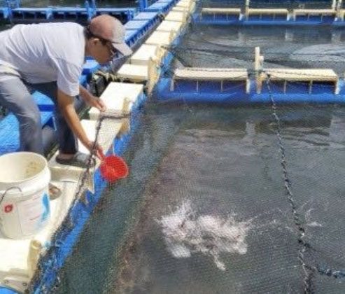 Budidaya ikan kakap putih di Desa Sawang Laut Kecamatan Kundur Barat. (Foto: Humas PT Timah)