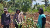 Kapolsek Panipahan Cek Perkembangan Jagung Pipil Bersama Warga, Perkuat Komitmen Dukung Ketahanan Pangan Nasional