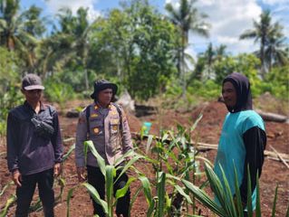 Pengecekan perkembangan tanaman dan hasil jagung pipil bersama warga di wilayah hukum Polsek Panipahan. (Foto: ist)